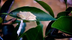 bird drop frog on citrus leaf