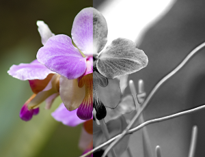 Orchid half pink half gray