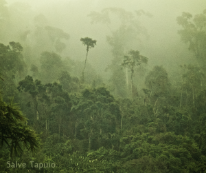 the forest of Tapuio