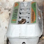 Frog in an egg carton